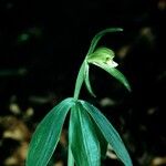 Isotria medeoloides 花