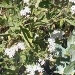 Stevia breviaristata Flower