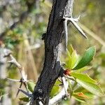 Berberis ruscifolia