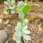 Kalanchoe marnieriana Leaf