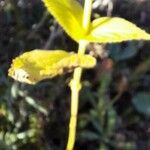 Sideritis hyssopifolia Leaf