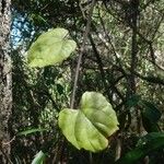 Cissus repens Hàbitat