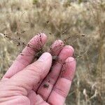 Cyperus subsquarrosus Flor