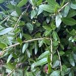 Ilex vomitoria Ліст