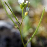 Arabis auriculata 花