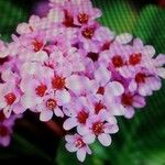 Androsace ciliata Flor