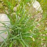 Plantago ovata Habit