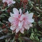 Gaura lindheimeri Квітка
