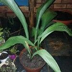 Aspidistra lurida List