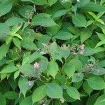 Hydrangea asperaFolla