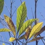 Handroanthus chrysanthus 叶