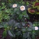 Lantana canescensFloro