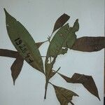 Ecclinusa guianensis Leaf