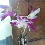 Dendrobium victoriae-reginae പുഷ്പം