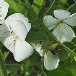 Phlox drummondii പുഷ്പം