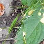 Impatiens parviflora Ffrwyth