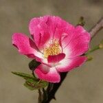 Rosa rubiginosa Kwiat