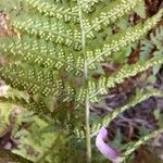 Dryopteris intermedia Fruto