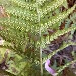 Dryopteris intermedia Плод