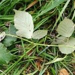 Rubus winteri Blad