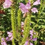 Physostegia virginianaFlor