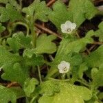 Nemophila spatulata Celota