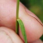 Festuca heterophylla Hoja