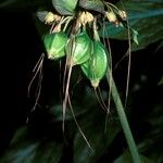 Tacca leontopetaloides Плід