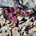 Saxifraga biflora 花