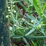Artemisia dracunculus Λουλούδι