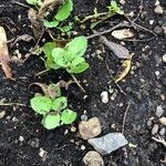 Mimulus cardinalis Hoja
