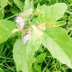 Solanum incanum Leaf