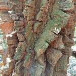 Erythrina abyssinica Bark