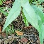 Lasimorpha senegalensis Leaf