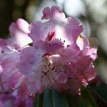 Rhododendron × geraldii