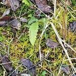 Cirsium dissectum Foglia