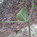 Dovyalis caffra Blatt