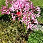 Nerine undulata Flower