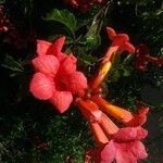 Campsis radicansBlüte