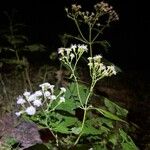 Ageratina altissimaЦвят