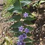 Gentiana asclepiadeaFlower