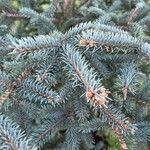 Picea pungensLeaf