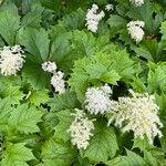 Rodgersia podophylla Habit