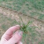 Ranunculus minimus Feuille