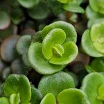 Sedum makinoi Blatt