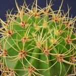 Acanthocalycium spiniflorum Folha