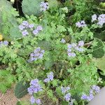 Phacelia congesta موطن