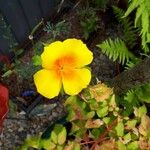 Eschscholzia californicaFlower