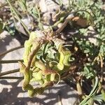 Hippocrepis scorpioides Meyve
