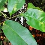 Xylopia rubescens Leaf